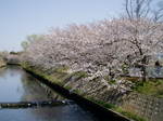 sakura3.jpg